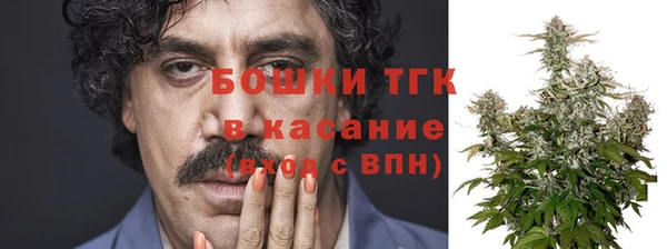 индика Ельня