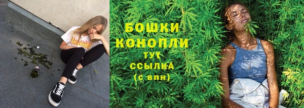 индика Ельня
