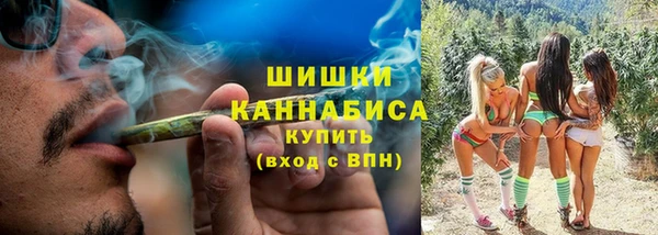 индика Ельня