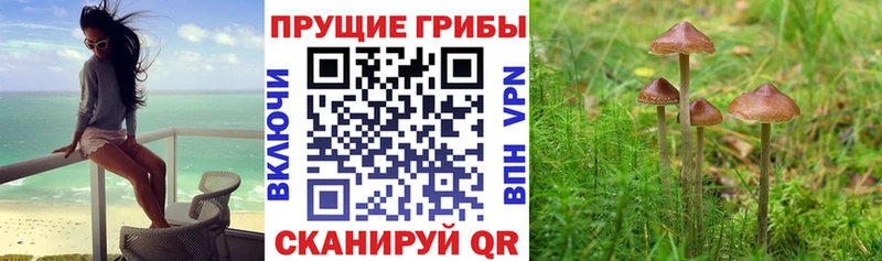 Купить закладки  Кировград  Псилоцибиновые грибы мицелий 